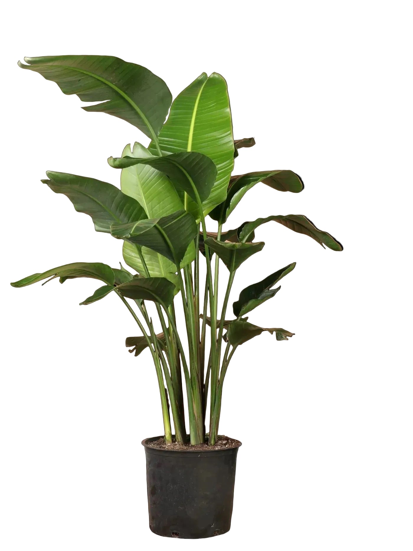 XL Bird of Paradise (Live)