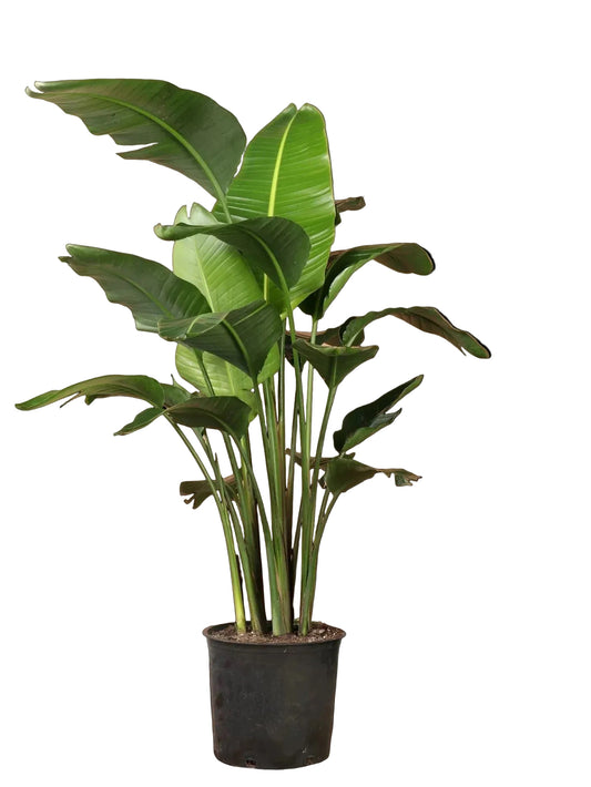 XL Bird of Paradise (Live)